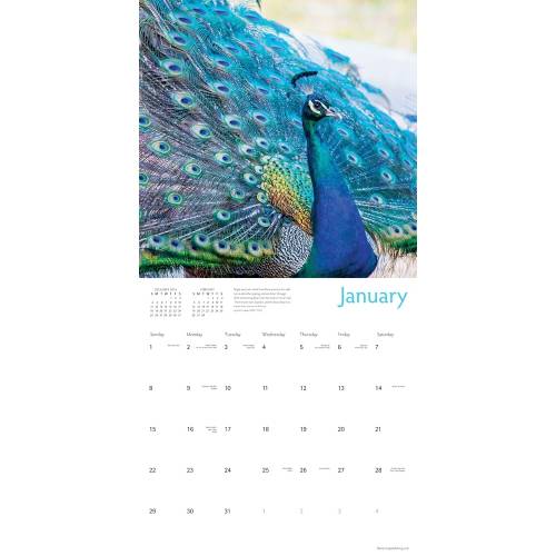 Calendar 2017 - peacocks | flame tree publishing