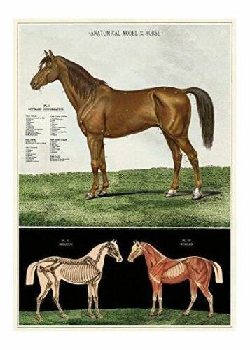 Poster - Horses | Cavallini Papers & Co. Inc.