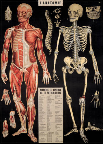Poster - L'anatomie | Cavallini Papers & Co. Inc.