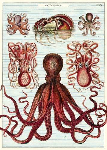 Poster - Octopods | Cavallini Papers & Co. Inc.