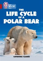 The Life Cycle of a Polar Bear | Catriona Clarke