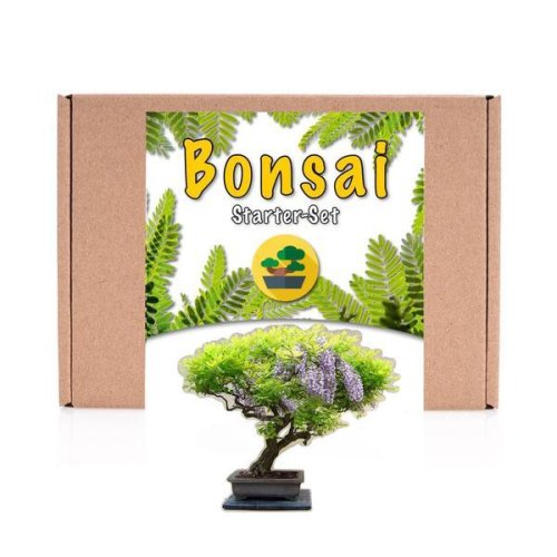 Kit de crestere plante Bonsai - Wisteria