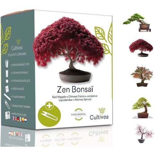 Set cadou Kit de crestere plante Zen Bonsai 