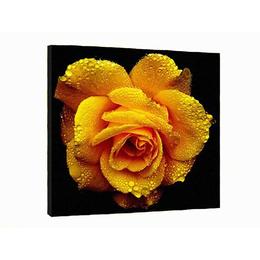Tablou Canvas decorativ floare trandafir 50x50 cm decoratiuni interioare - Piksel