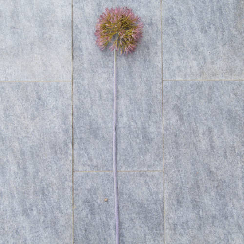 Floare decorativa Allium Rosa 87 cm