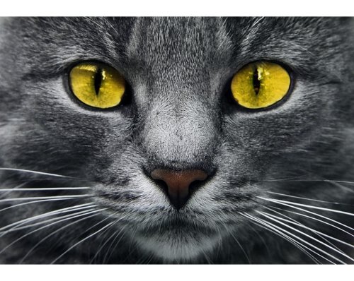 Tablou cu diamante - Pisicuță cu ochi galbeni (27 x 19 cm)
