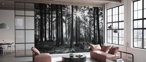 Fototapet Sunbeam through Trees, Monochrome, Personalizat, Photowall 