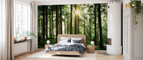 Fototapet Sunbeam through Trees, Personalizat, Photowall 