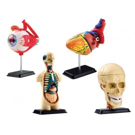 Set anatomia corpului uman