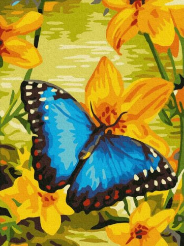 Pictura pe numere - Fluture albastru 30 x 40 cm