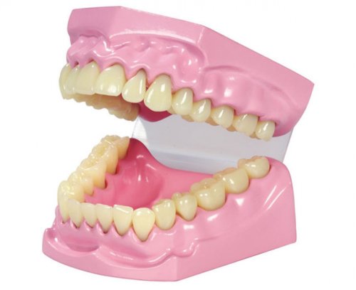 Jucaresti - Set dentar demonstrativ 9 x 11 x 19 cm