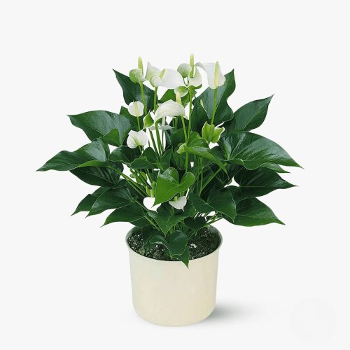 Floria - Anthurium alb - plante de apartament - standard