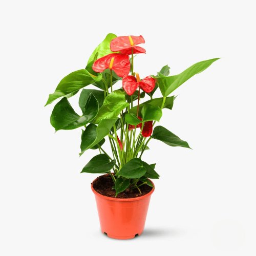 Anthurium pitic rosu - Plante de apartament - Standard