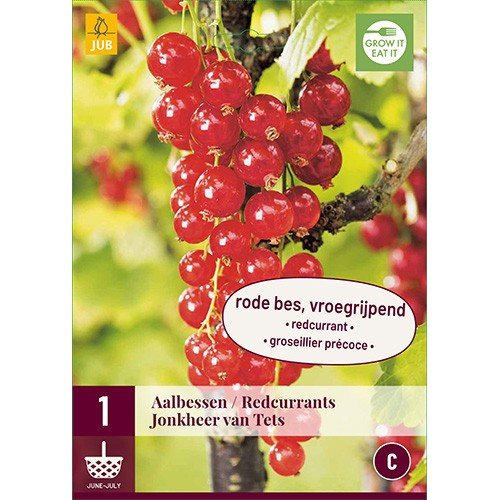 Coacaz Rosu Ribes Rubrum Jonkheer Van Tets