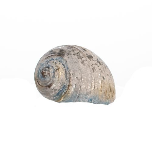 Figurina shell, rasina, multicolor, 10x15x11.5 cm cm